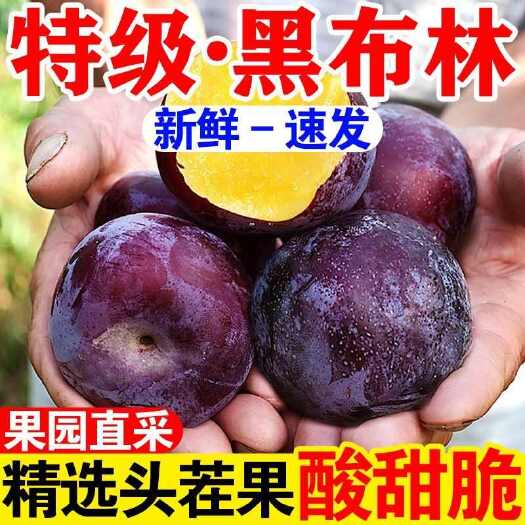 东平县【黑布林李子】陕西黑布林李子新鲜水果提供一件代发