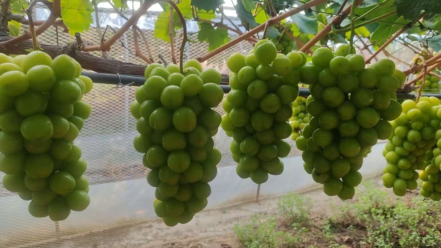 湖南阳光玫瑰大量上市口感甘甜香味浓郁