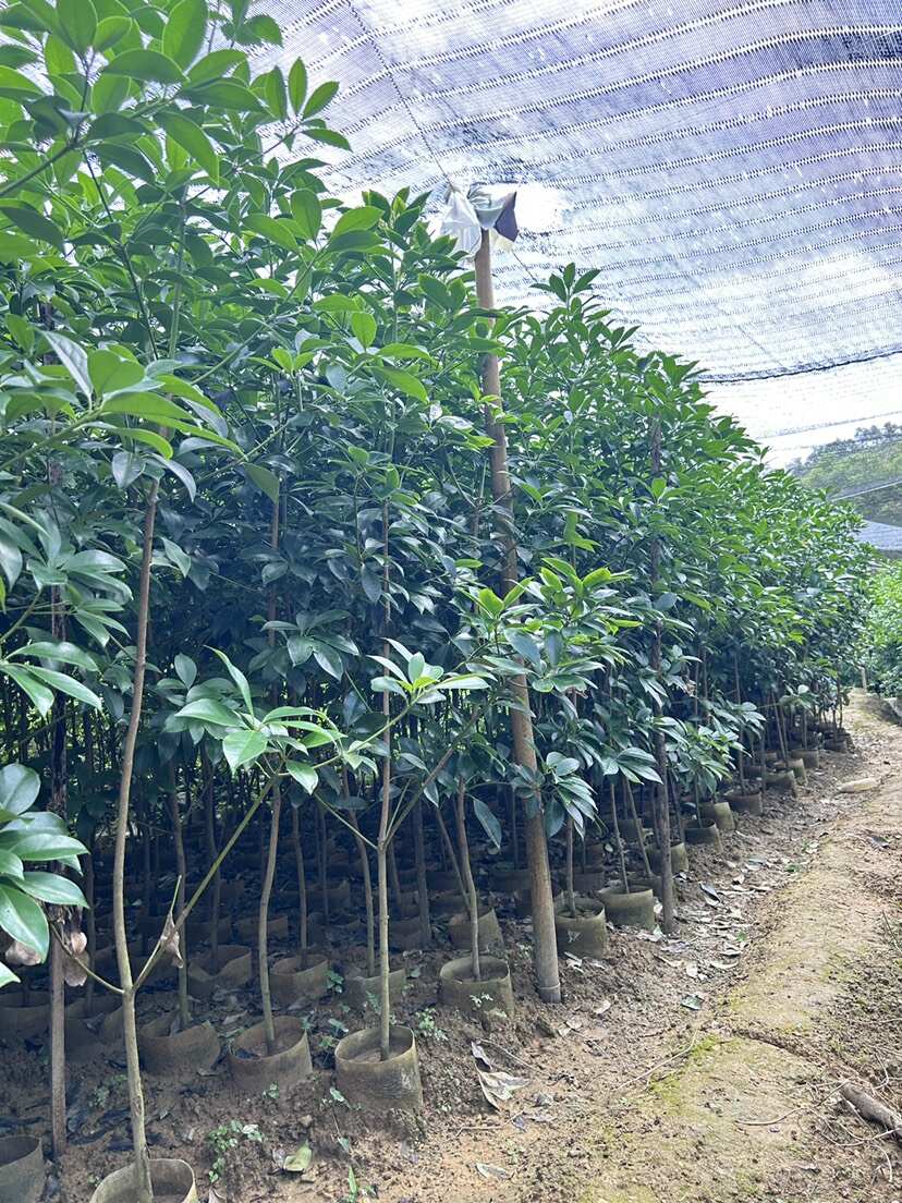 罗马、东荣大杯嫁接苗 大量有货，价格优惠广西苗圃直发