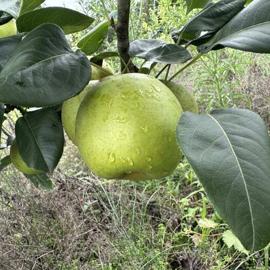 巴中翠冠梨