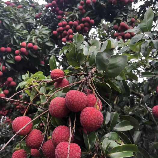 惠来县凤花荔枝
