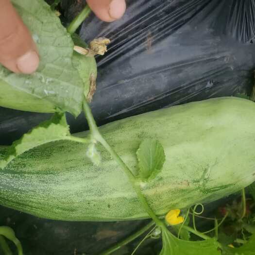 丽江羊角蜜香瓜