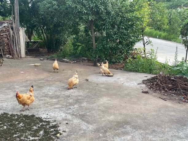 重庆市土鸡