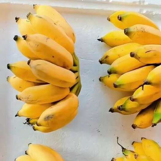 南宁广西特色精品西贡蕉