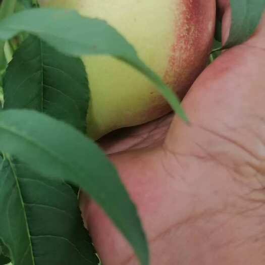 鹰嘴桃：证宗广东省连平县上坪镇鹰嘴桃，自家种植，假一赔万