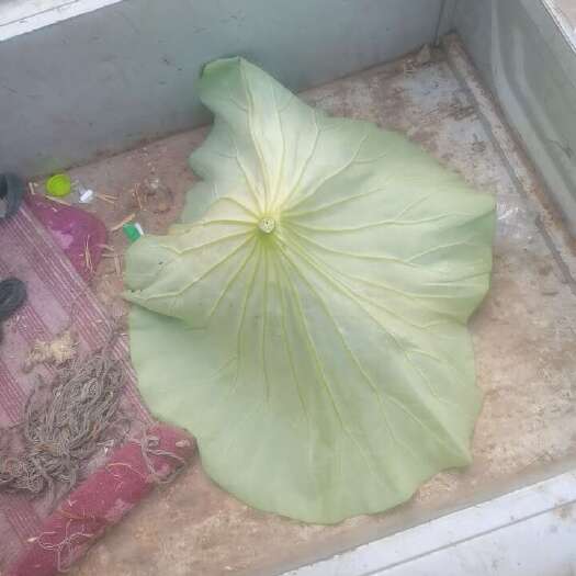 微山县微山湖荷叶，莲子
