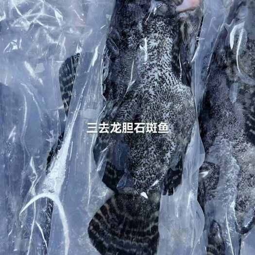东山县石斑鱼龙胆三去