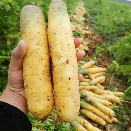 新疆优质黄胡萝卜，新鲜采摘，源头产地直发，大宗供应