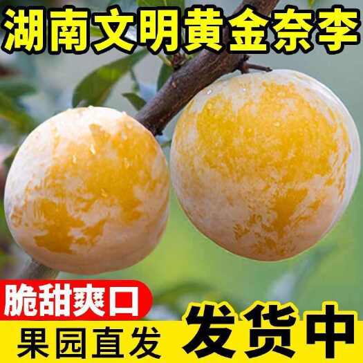 汝城县正宗黄金奈李新鲜大果湖南文明脱骨李子脆甜孕妇应季水果整箱批发