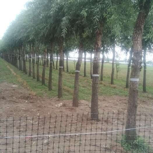 虞城县竹柳