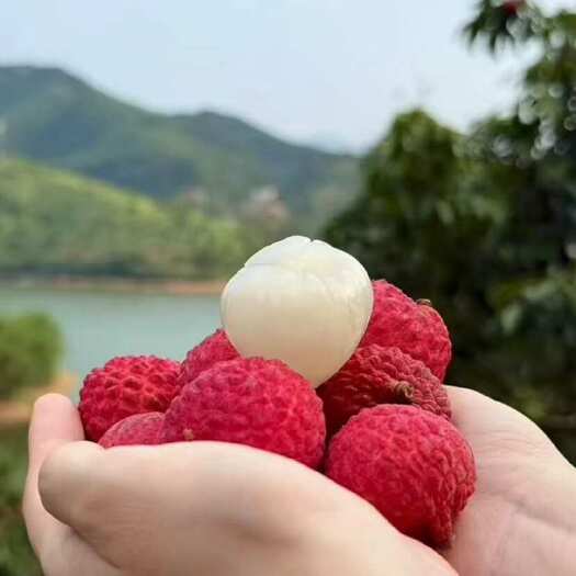 灵山县日啖荔枝300颗 不辞长作03(灵山）人———仙进奉荔枝