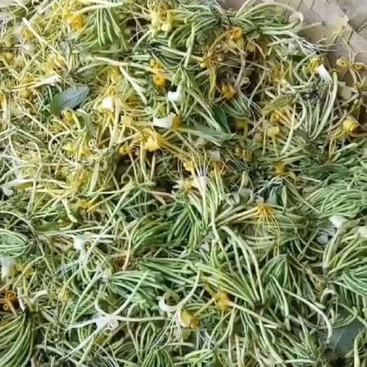 习水县山银花