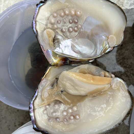 个人养殖河蚌，品种多样