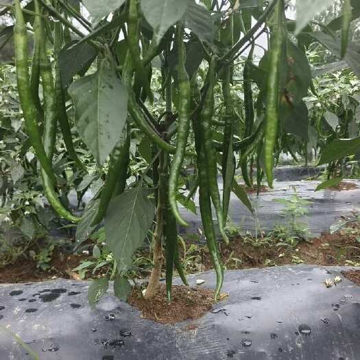 贵州黄平二荆条辣椒 新鲜茄果类蔬菜直供