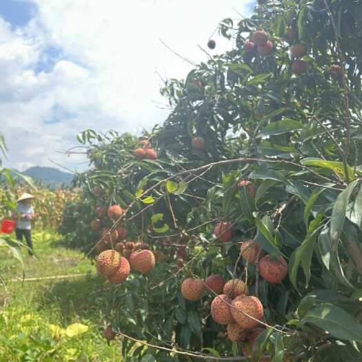 灵山县老母亲种的果园，桂味，海南无核荔枝，两千斤左右，品质好