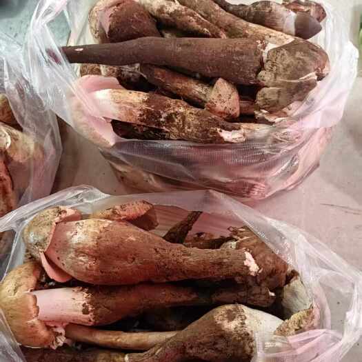 鸡枞菌