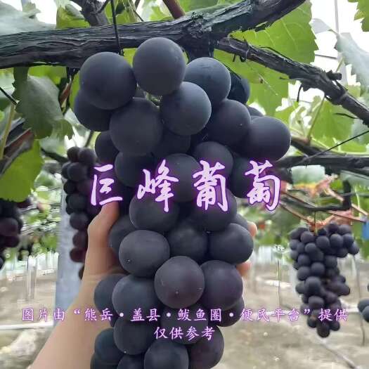 营口巨峰葡萄，香甜可口