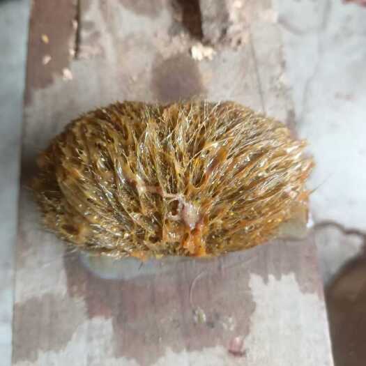 崇阳县自家猪肚里出来的猪宝