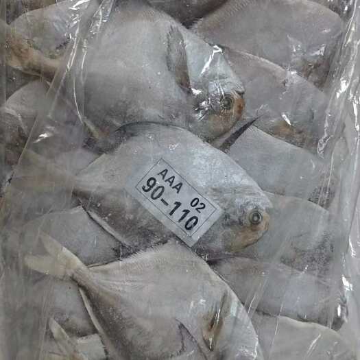 济南鲳鱼 1件/24条