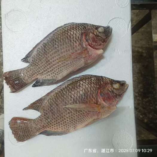罗非鱼，开背，鱼块
