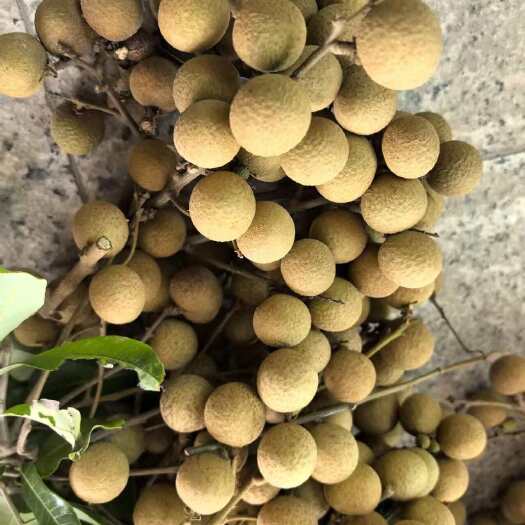 电白龙眼源头产地