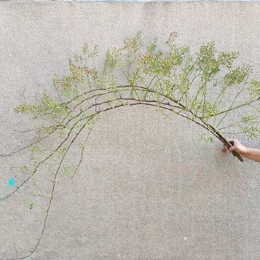 临沂蔷薇果