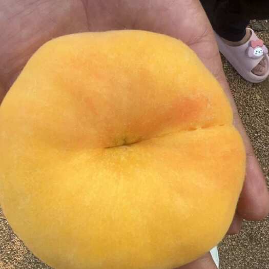 黄毛桃.8号桃.黄蟠桃