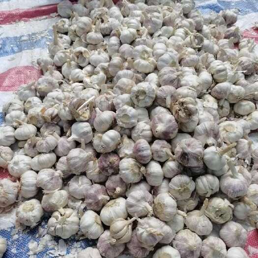 眉山大蒜，小量大量批发零售。