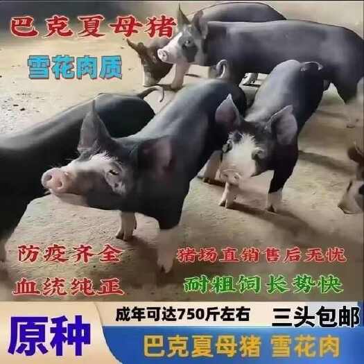 连云港巴克夏种公猪，巴克夏种母猪，雪花肉，新美系巴克夏母猪。