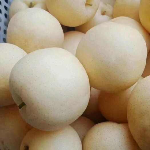 方城县黄金梨圆黄梨批发代发