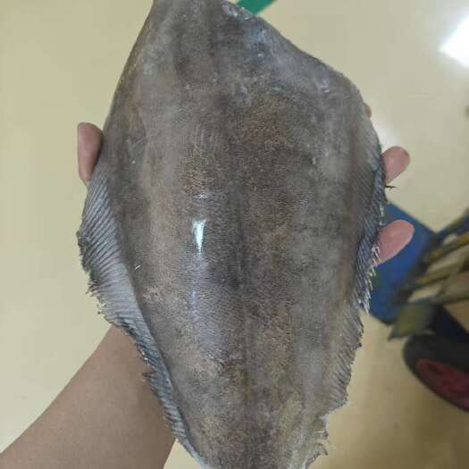 济南品名：碟鱼身型号：16条和15条两种规格：一箱30斤