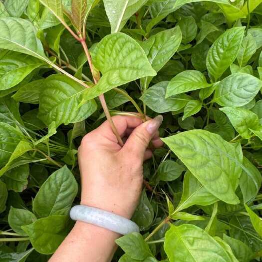 靖州县双钩藤芽苗，茎杆粗壮根系发达成活率高支持三证