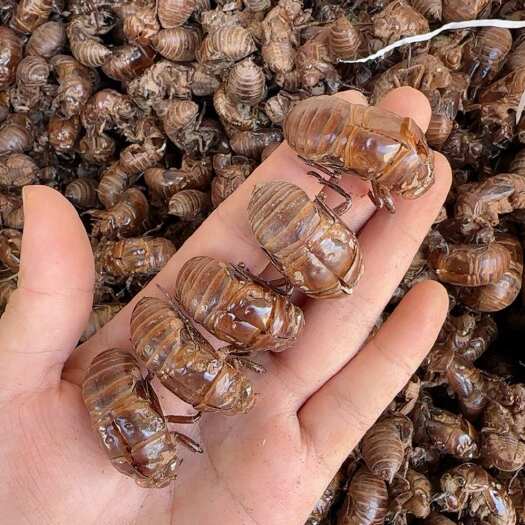 昆明蝉蜕