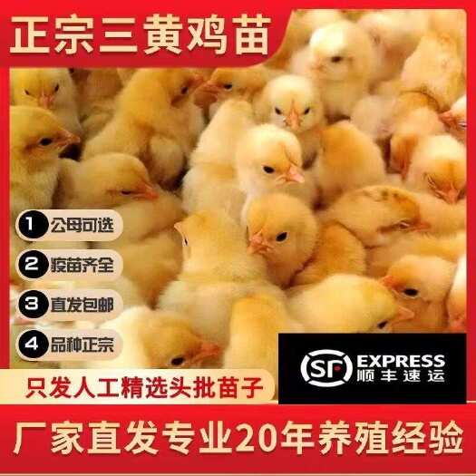 莆田【优质鸡苗】小鸡活苗三黄鸡苗正是宗大种三黄鸡产蛋鸡王小鸡幼苗