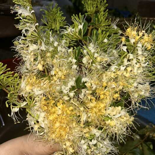 安龙县贵州省安龙县金银花干花药食两用，绿色金银花，香味浓郁