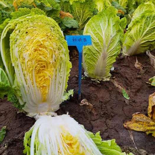 广州秋硕黄心大白菜种子芯叶嫩黄大白菜籽种硕源白菜种子大田蔬菜种孑