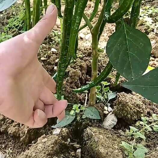 镇雄县二荆条