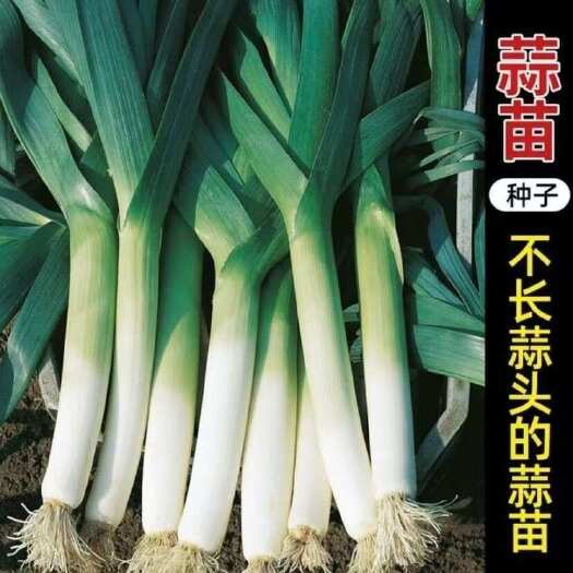 长沙四季宽叶蒜苗种子扁叶葱韭葱海蒜长蒜苗阳台盆栽蔬菜种籽庭院