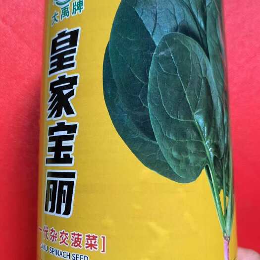 祁东县大禹牌皇家宝丽一袋杂交菠菜种子蔬菜种子大叶波菜种子