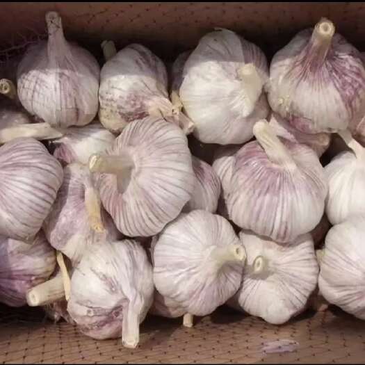 临漳县紫皮大蒜
