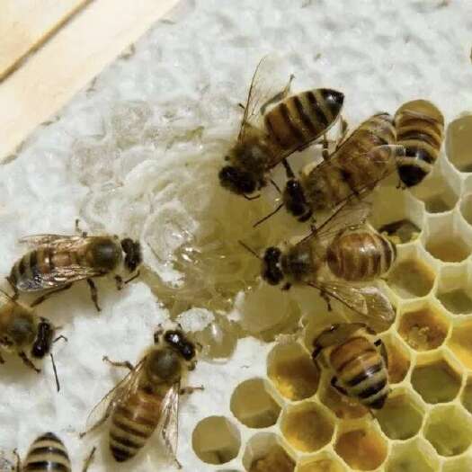 成县甘肃大山深处土蜂蜜天然营养滋补品