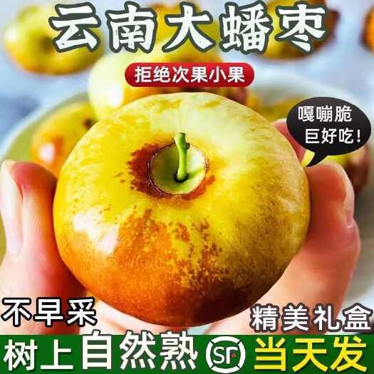 昆明云南正.宗蟠枣脆甜枣子现摘红枣大枣新鲜水果当季顺丰包邮