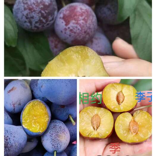 九寨沟县脆红李