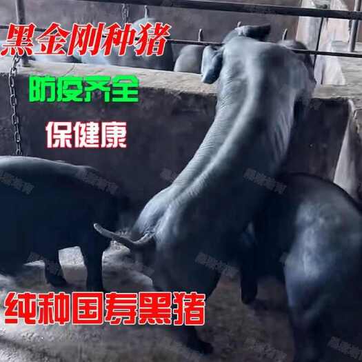 国寿黑金刚种母猪  国寿黑母猪  黑金刚母猪 旅大黑母猪