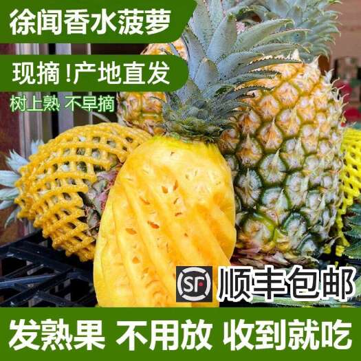 广东徐闻香水菠萝现摘水果菠萝产地整箱（顺丰包邮价）