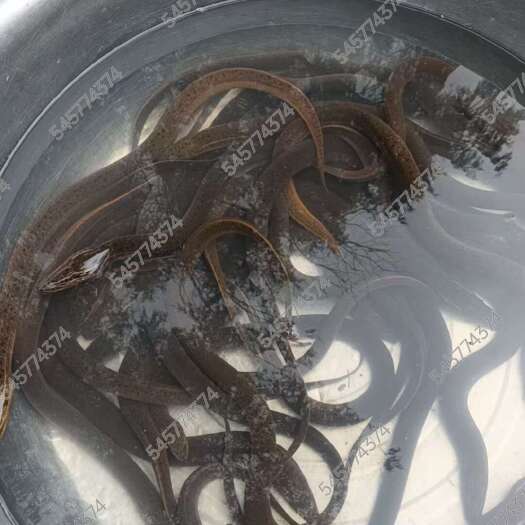 自己鱼塘养殖黄鳝