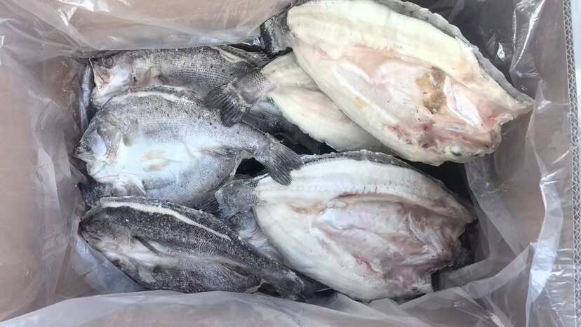 临沂鲈鱼