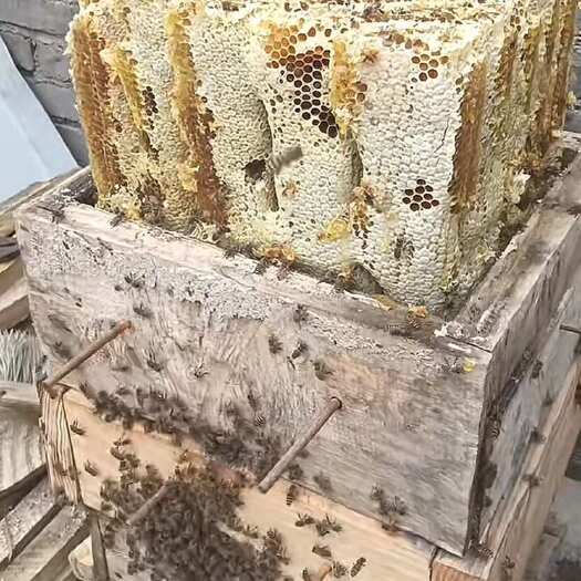 玉环市土蜂蜜