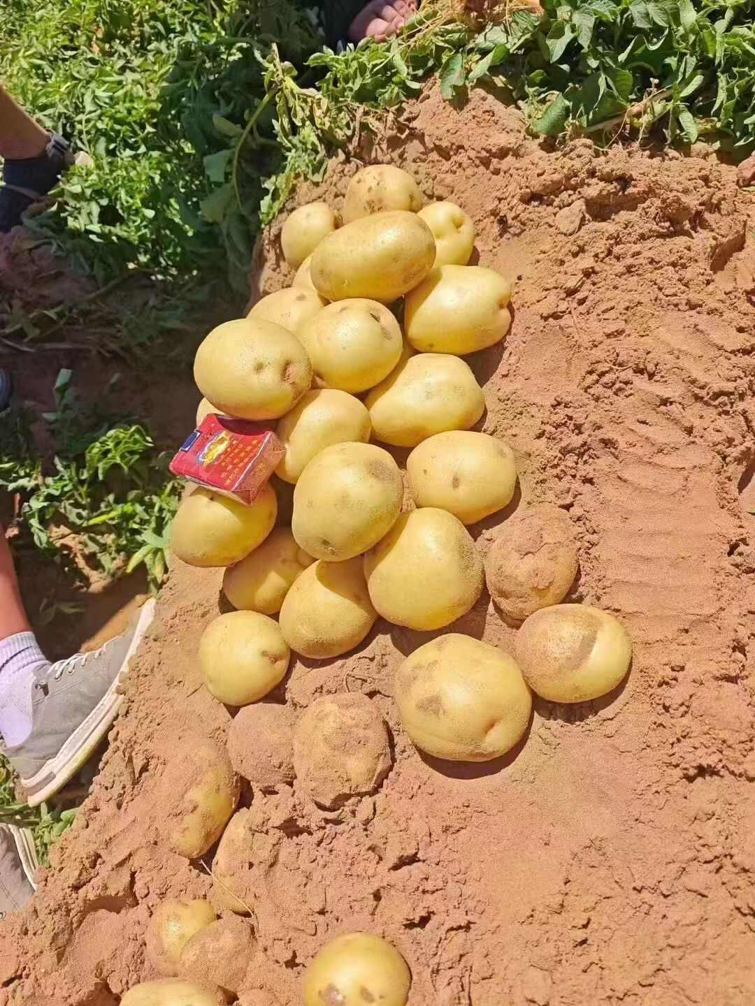 陕北榆林沙漠土豆 产地直供 全国发货