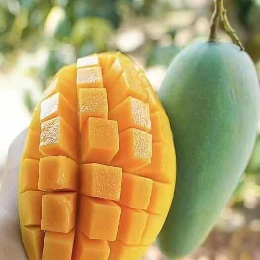百色金煌芒   小台芒  贵七